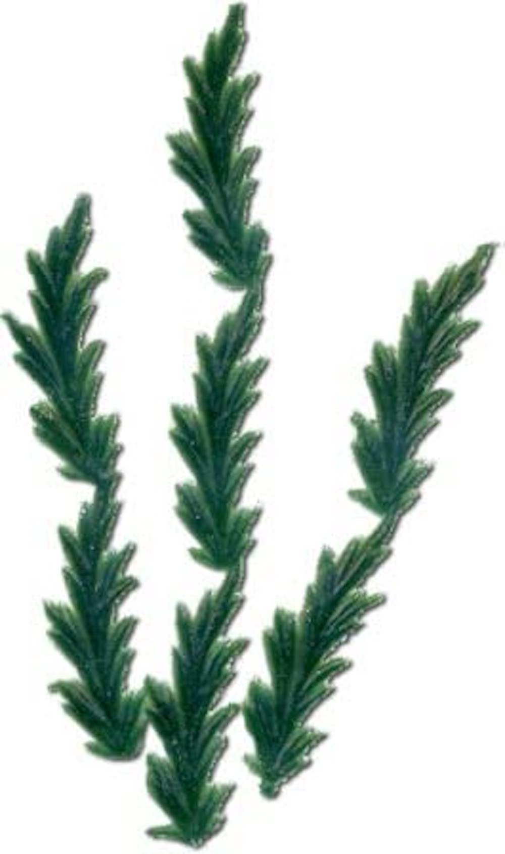 Wachs-Thujablätter, grün  28x 12 mm; 5 Stk./SB 