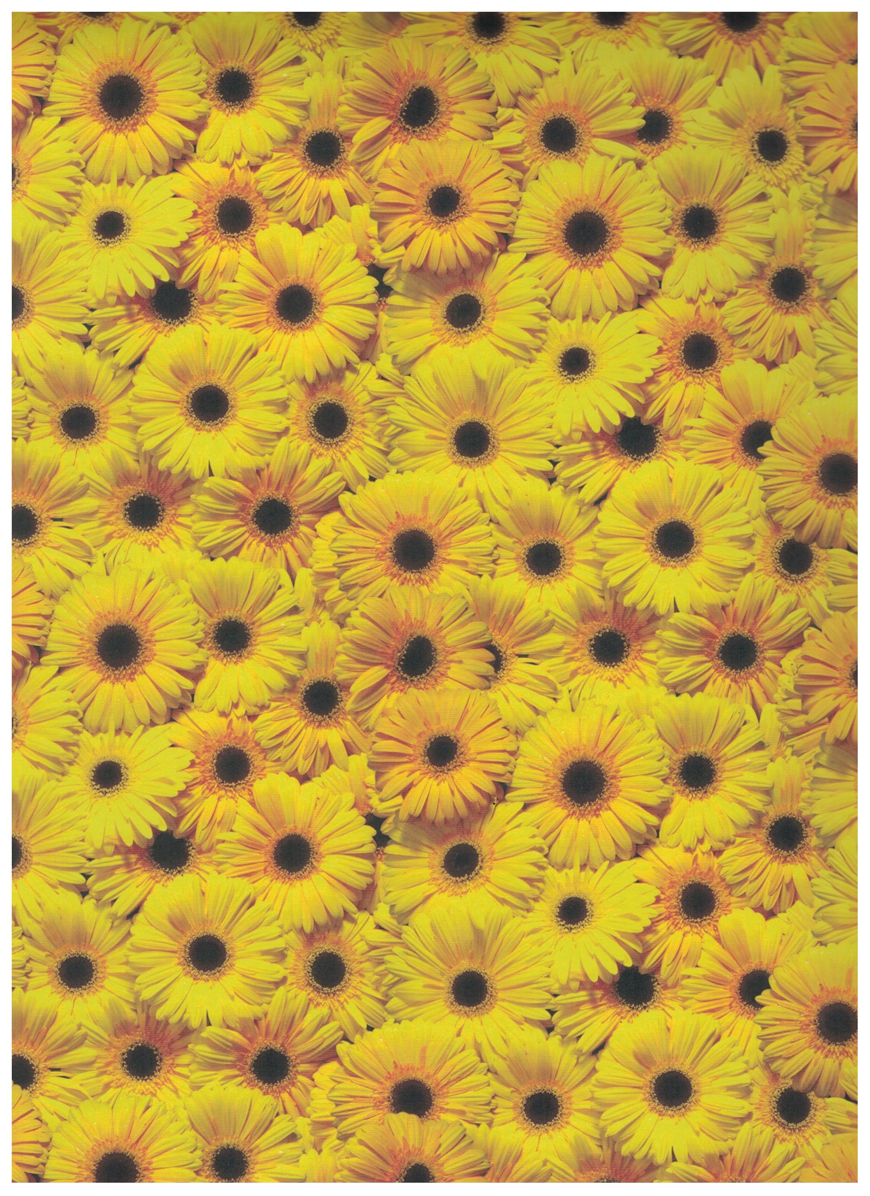 Folia Bastelkarton "Gerbera gelb", (B)500 x (H)700 mm 270g/m² 1 Bogen  